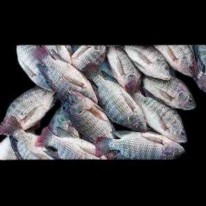 

Ikan Nila Mujair - sangkek.sayur PALEMBANG