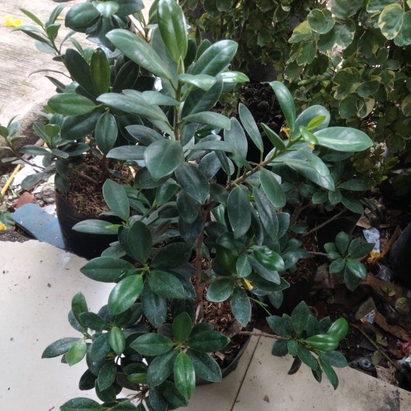 Bahan bonsai beringin