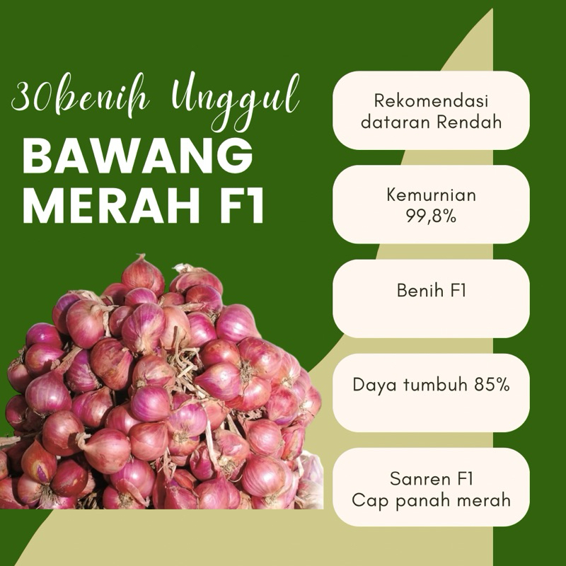 

30 biji benih Unggul F1 Bawang Merah Sanren