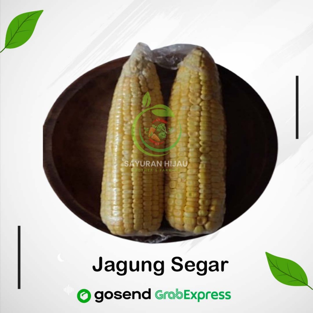 

Jagung Segar Berkualitas