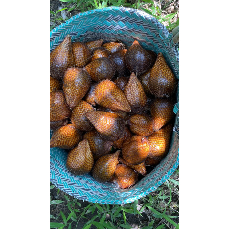 

salak madu fresh