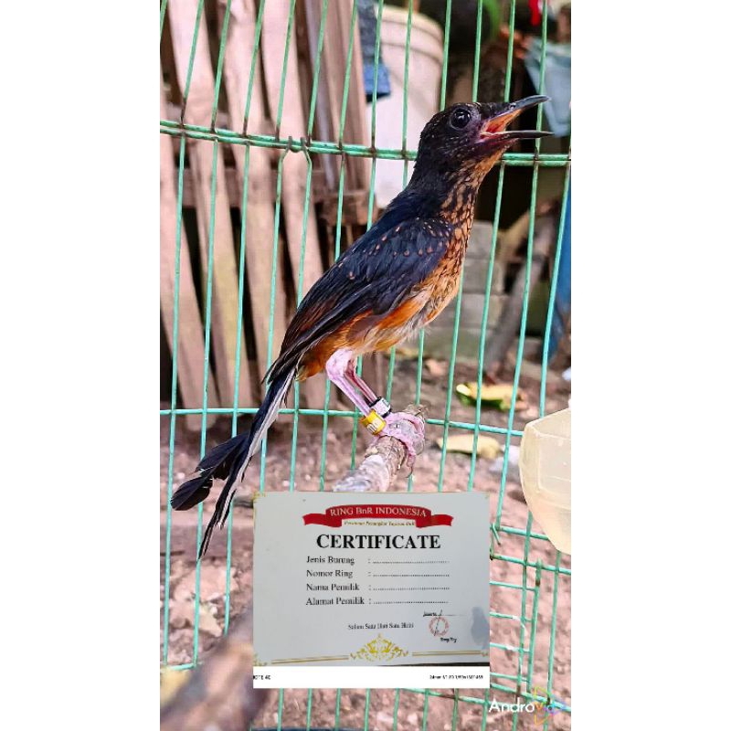 MURAI TROTOL JANTAN RING BnR