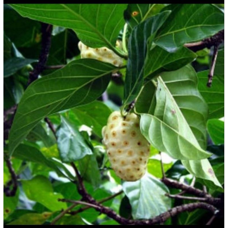 

Daun mengkudu segar 100gram