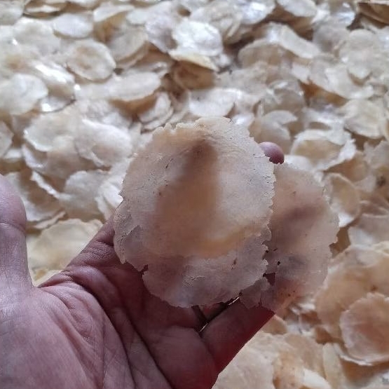 

EMPING MELINJO KEBUMEN FULL KERING UK SEDANG (BIJI 2-3)PAKET USAHA PER 5KG