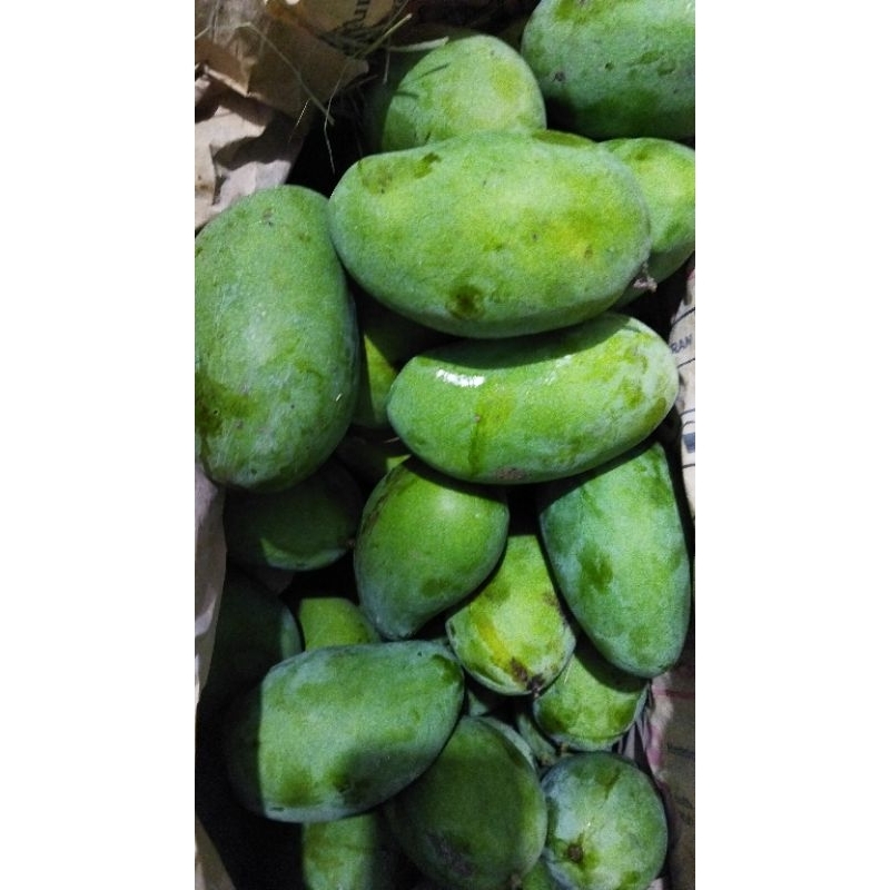

mangga arum manis 1 kg