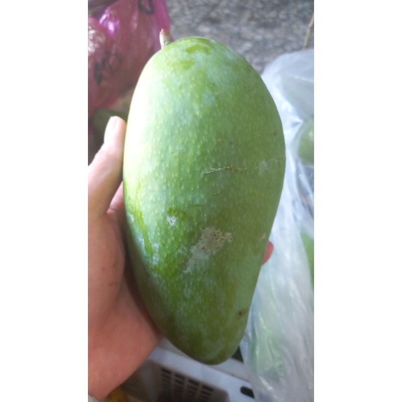 

BUAH MANGGA KIOJAY / THAILAND