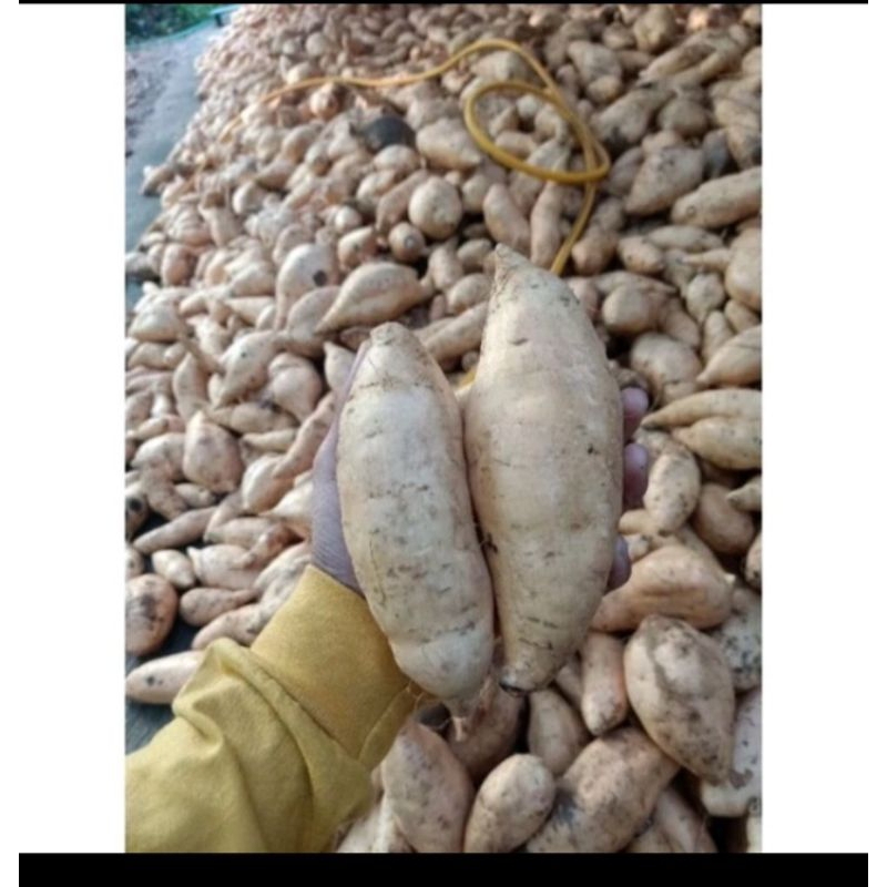 

Ubi tela rambat 1kg