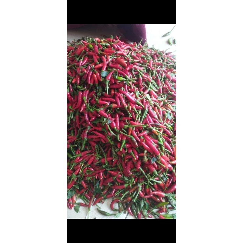 

cabe rawit merah asli petani