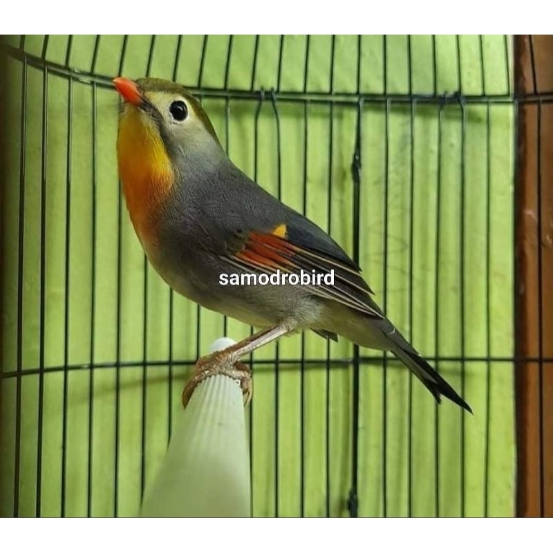 Burung Robin Jantan Bahan Rawatan Sudah Rajin