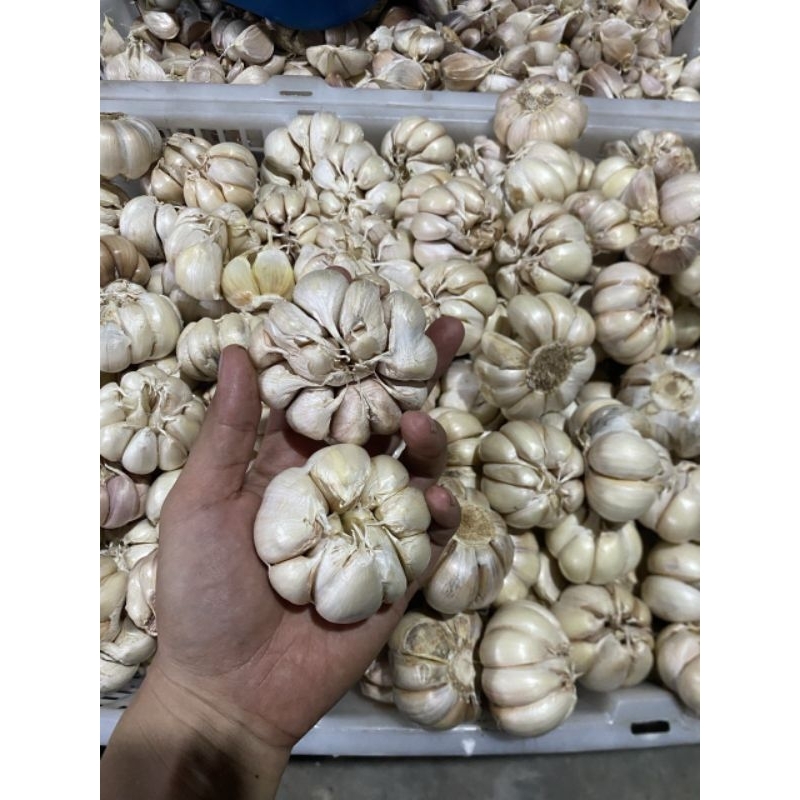 

bawang putih sinco 1kilo gram / 1000gr