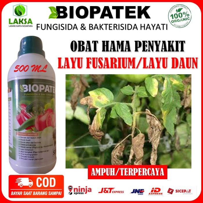 Biopatek Obat Hama Penyakit Layu / Kering Daun Tomat - Biopatek Fungisida Hayati Obat Ampuh Mengatas