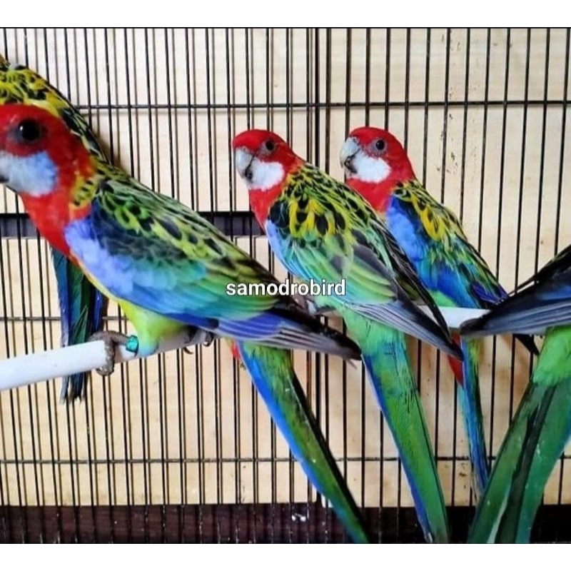 Burung parkit rosella green estern sepasang
