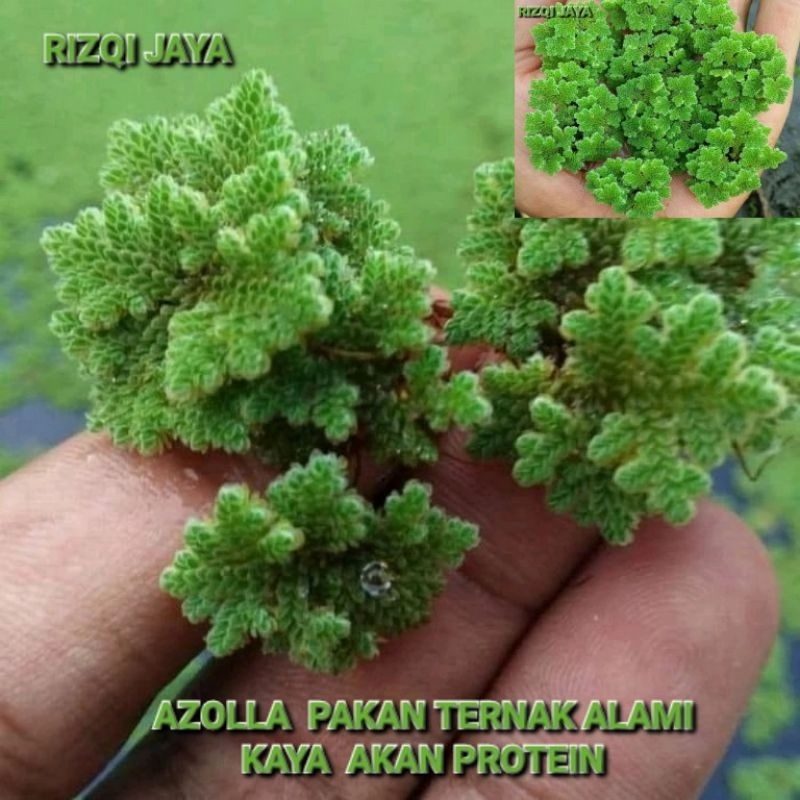 PAKAN ENTOK ALAMI - AZOLLA PAKAN TERNAK