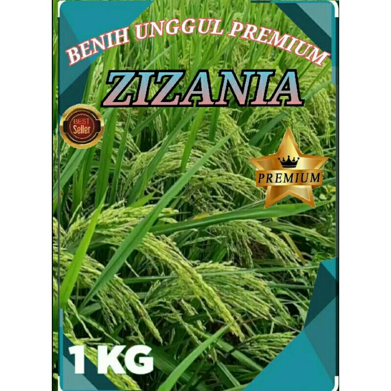 Benih bibit padi super zizania per 1 kg