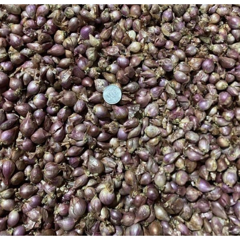 

Bawang merah