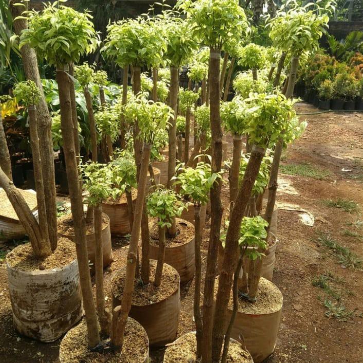 TERBARU TANAMAN HIAS BONSAI ANTING PUTRI VARIGATA/SALJU