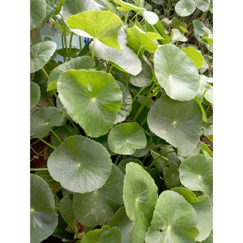 

tanaman herbal/hias centella asiantika segar-tanaman air 250g