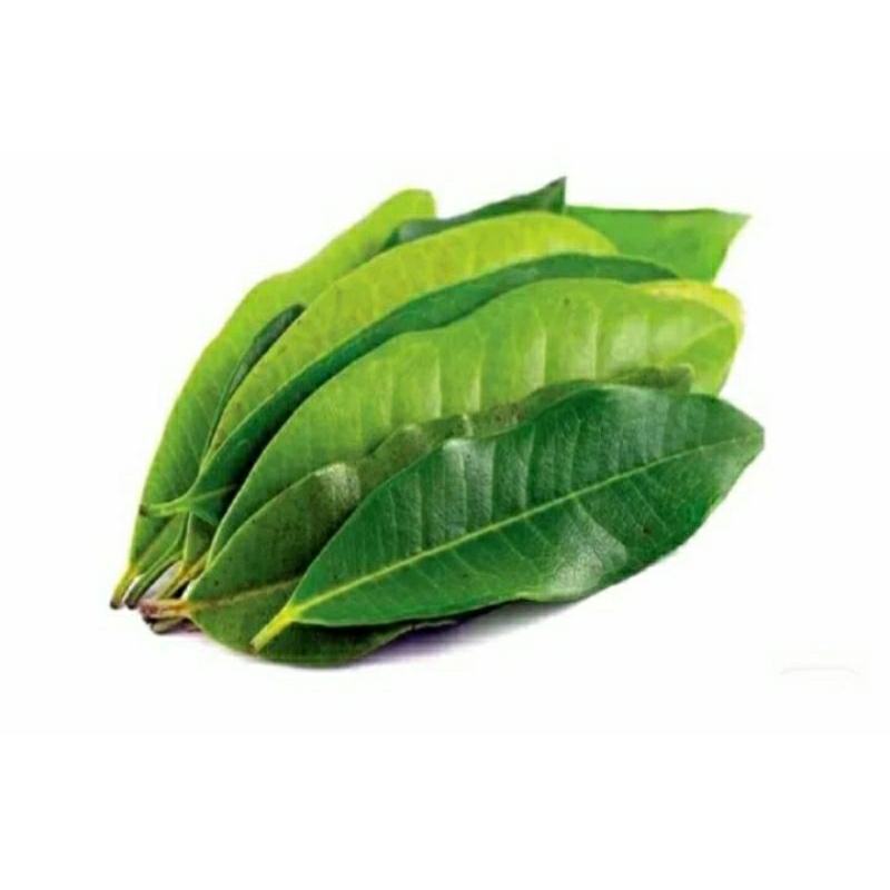 

daun salam 1 kg