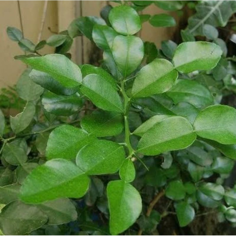 

Daun jeruk purut berat 15gr