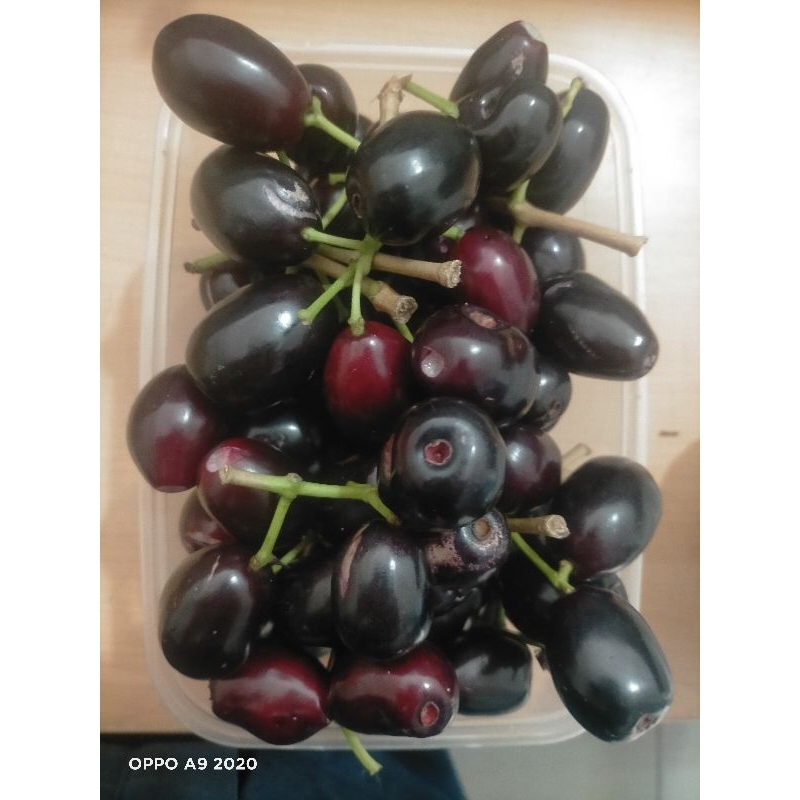 

buah jamblang atau juet segar