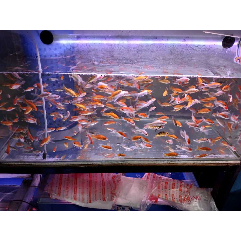 Ikan Mas Kecil Pakan Ikan Predator Anak Ikan Mas