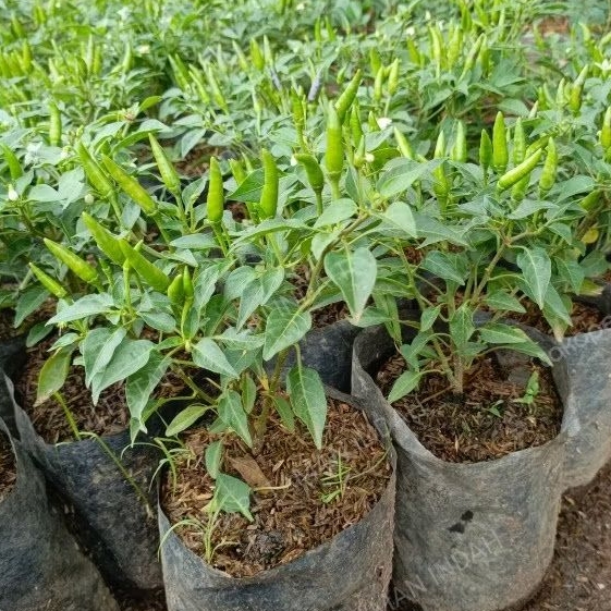 tanaman cabe rawit hijau pohon cabe rawit hijau
