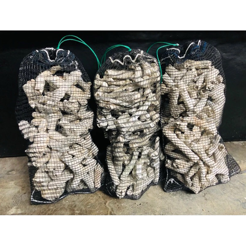 PROMO 2kg karang jahe media filter aquarium kolam aquascape oister oester oyster batu gombong apung 