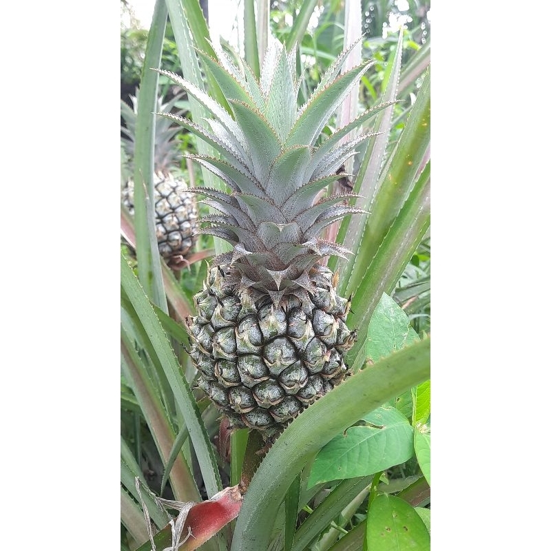 

Beli 10 Gratis 1 nanas madu muda asli pemalang belik grade A (Besar)