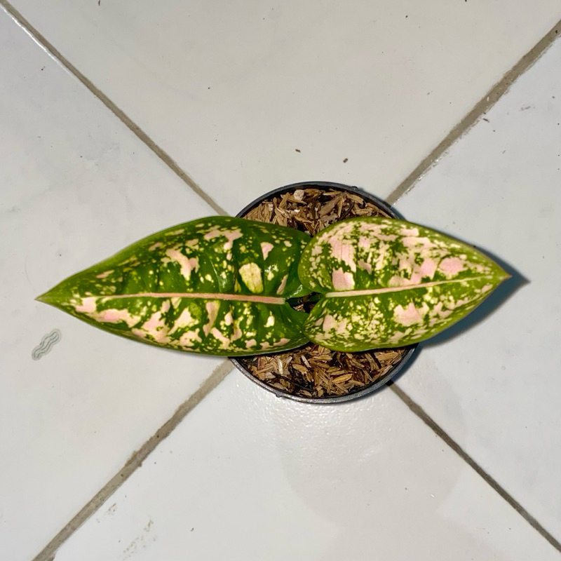 Aglaonema Ruby compacta