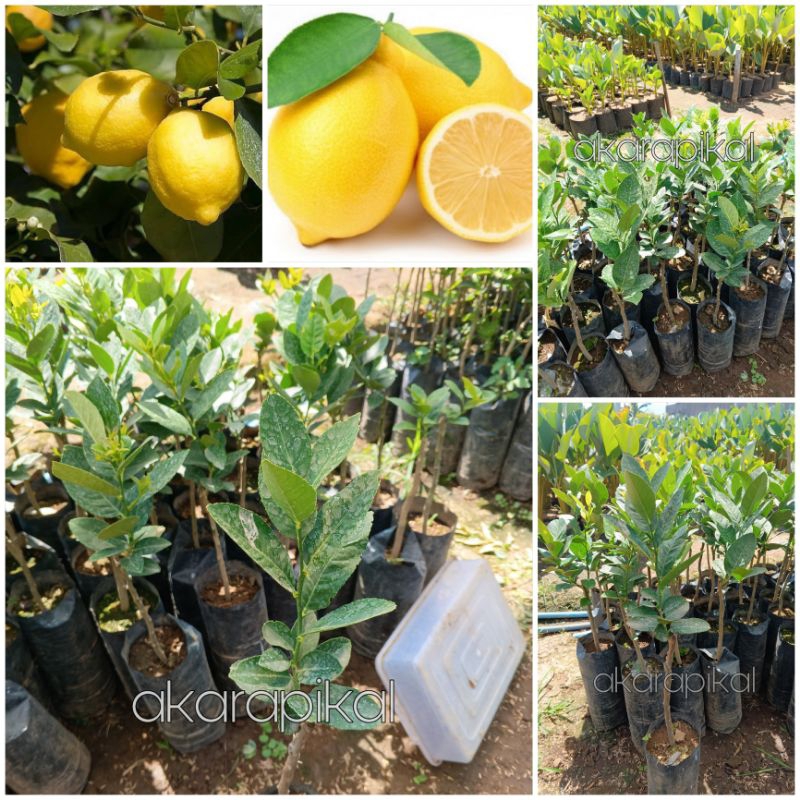 Bibit Tanaman Buah Jeruk Lemon Jumbo  Montaji Tanpa Biji Okulasi /Jeruk lemon Tanpa Biji Okulasi