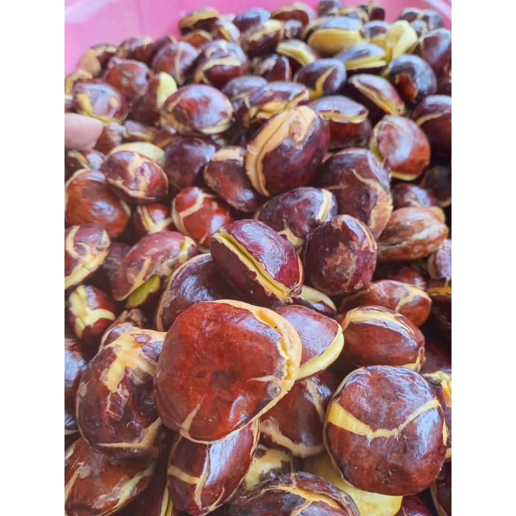 

jengkol 1kg dan 500gr super besar jengkol tua fresh jengkol murah