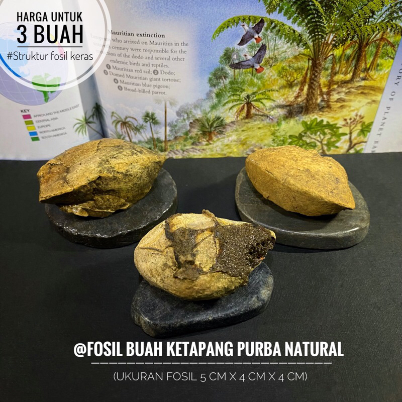 Fosil Buah Ketapang Purba C49 atau Fosil Buah Mesozoikum atau Fossil Fruit atau Fosil Biji Bijian at