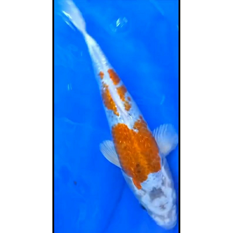 

Ikan koi