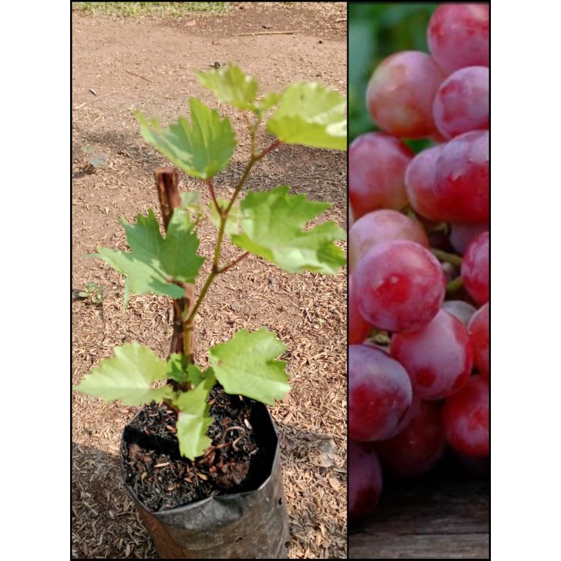 Tanaman pohon Anggur RED MASTER cepat berbuah