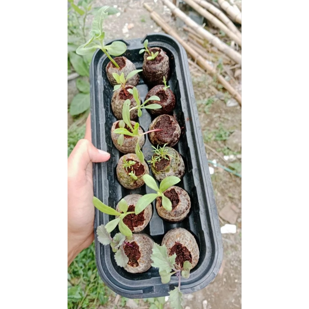 Media tanam sayur buah kebun organik pellets jiffy peat Greenhouse Kit Home Gardening Growing