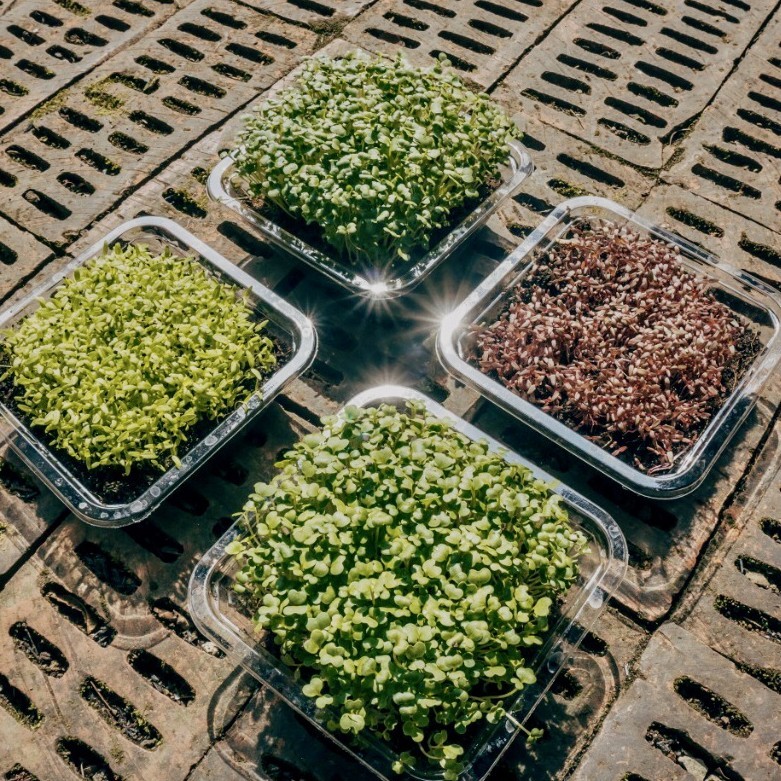 Microgreens Growing Package Paket Kebun Mini tanaman kit