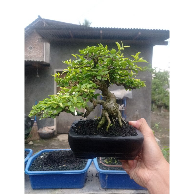 Bonsai Anput mame