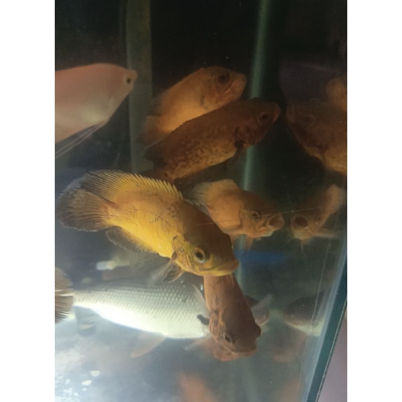 Oscar Tembaga 3 jari