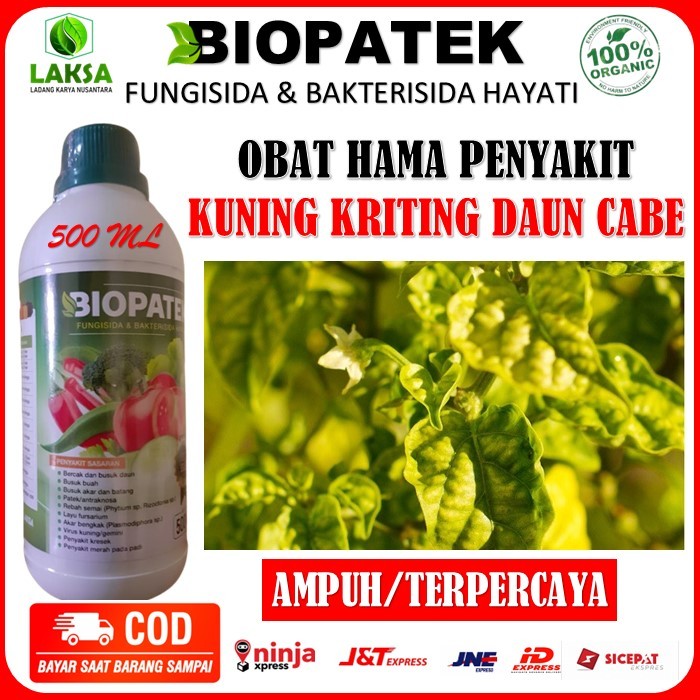 Obat Atasi Virus Kuning / Daun kriting Pada Tanaman Cabe - Obat Cabe Paling Ampuh - Isi 500ML Ready 