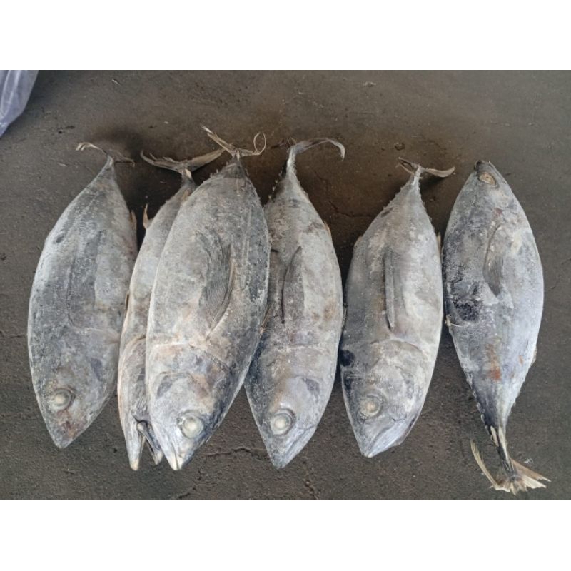 

Ikan Tuna 1kg