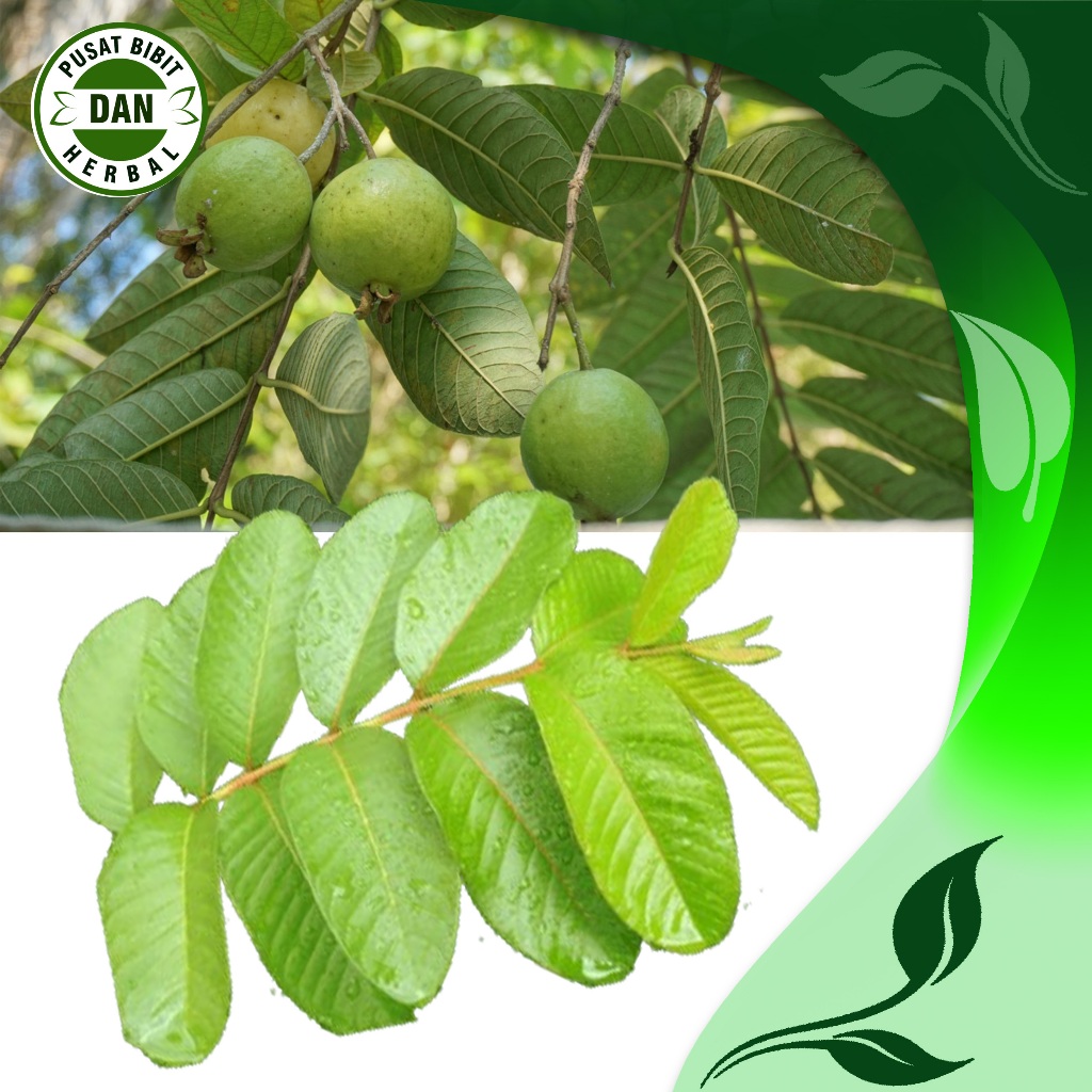 

Promo JUAL DAUN JAMBU BIJI SEGAR 500 Gram - Pusat Bibit dan herbal