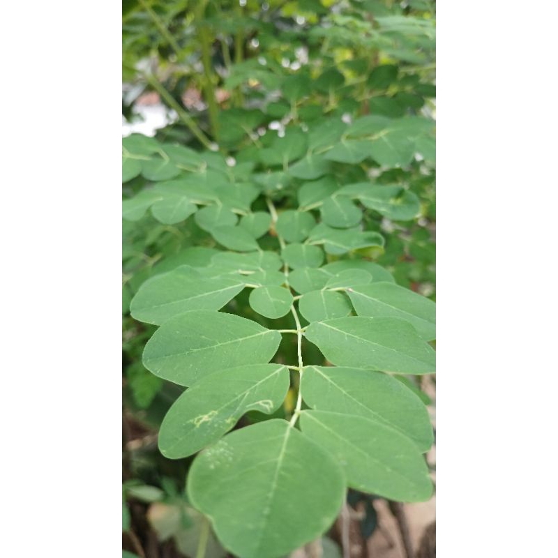

Daun kelor segar 100gram