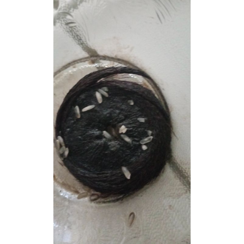 

samban babi wingit dan unik dusun