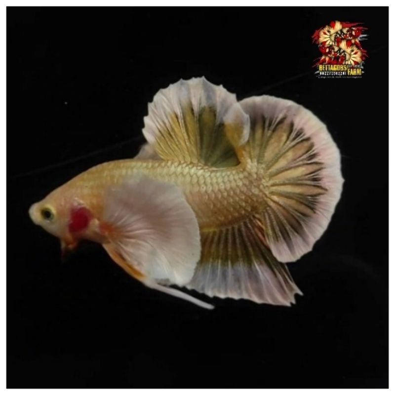 Dumbo Ear Gold Betta Sangat Lebar