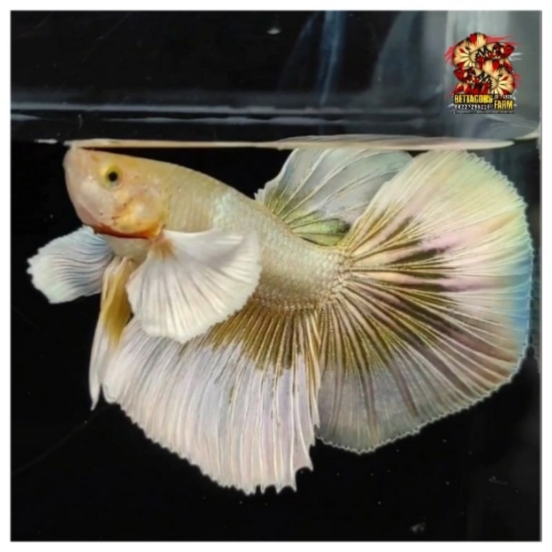 Halfmoon Dumbo Ear Gold