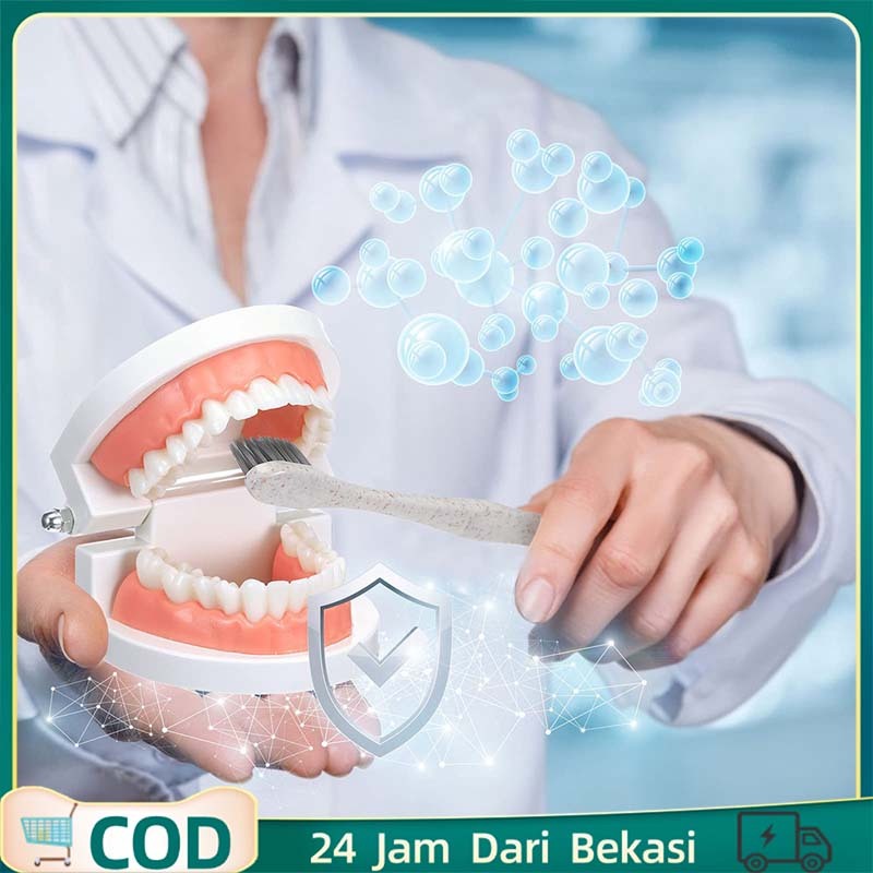 Model Gigi Peraga Gigi Dental Model Edukasi Phantom Gigi Model Gigi Phantom