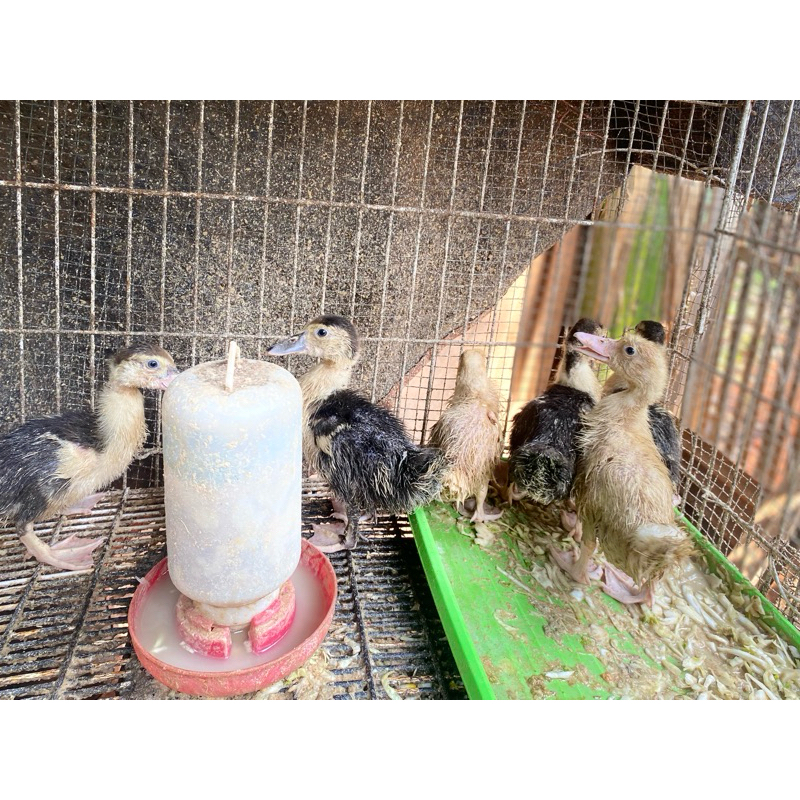 anak entok / anak pitik