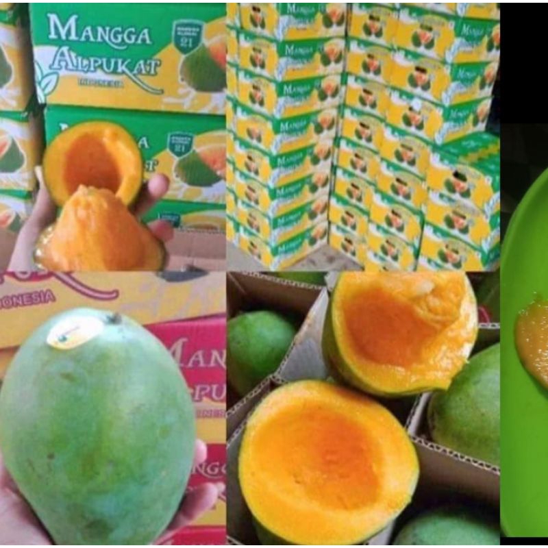 

MANGGA HM KLONAL