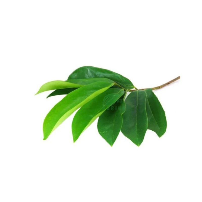 

daun sirsak segar 100 lembar
