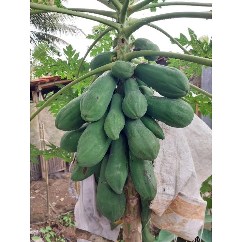 

BUAH PEPAYA MENTAH (Satuan)